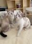 Maya und Mia8